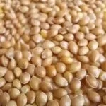 ارزن ایرانی