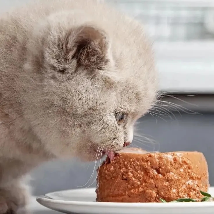 کنسرو غذای بچه گربه (حمایتی)