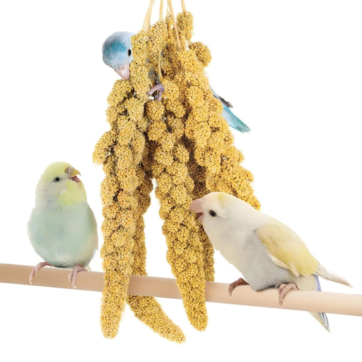 ارزن خوشه‌ای