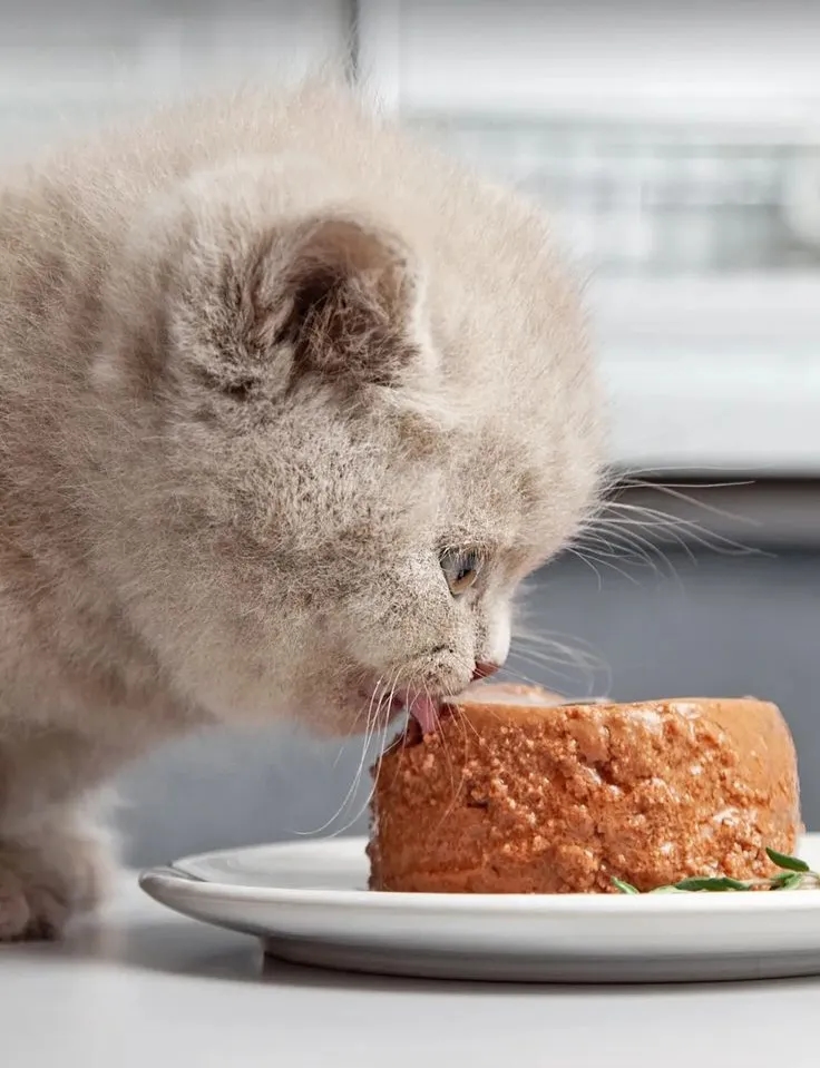 کنسرو غذای بچه گربه (حمایتی)