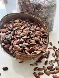 تخمه آفتابگردان