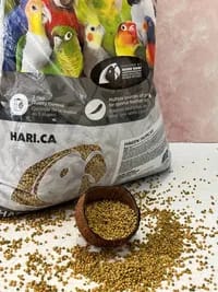 پلت ریز برند هاگن (روزانه)