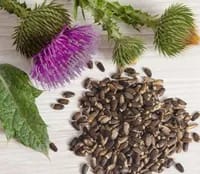 دانه خار مریم