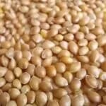 ارزن ایرانی