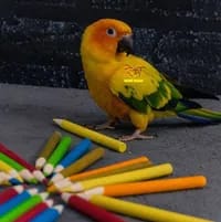 مداد رنگی چوبی