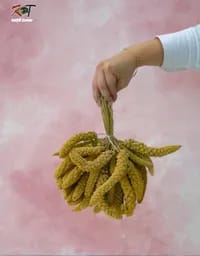 ارزن خوشه ای