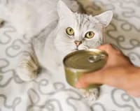 کنسرو غذای گربه بالغ (حمایتی)